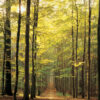 Forest Path Puzzle - Image 3