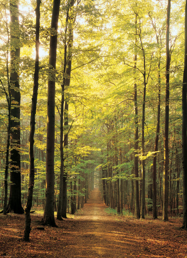 Forest Path Puzzle - Image 3
