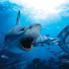 Hungry Shark Puzzle - Image 3